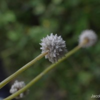 Eriocaulon thysanocephalum S.M.Phillips